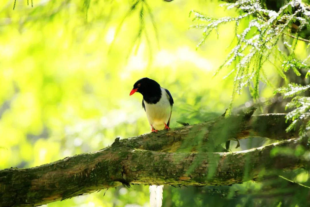 庐山植物园鄱阳湖分园：春日里的百鸟朝花
