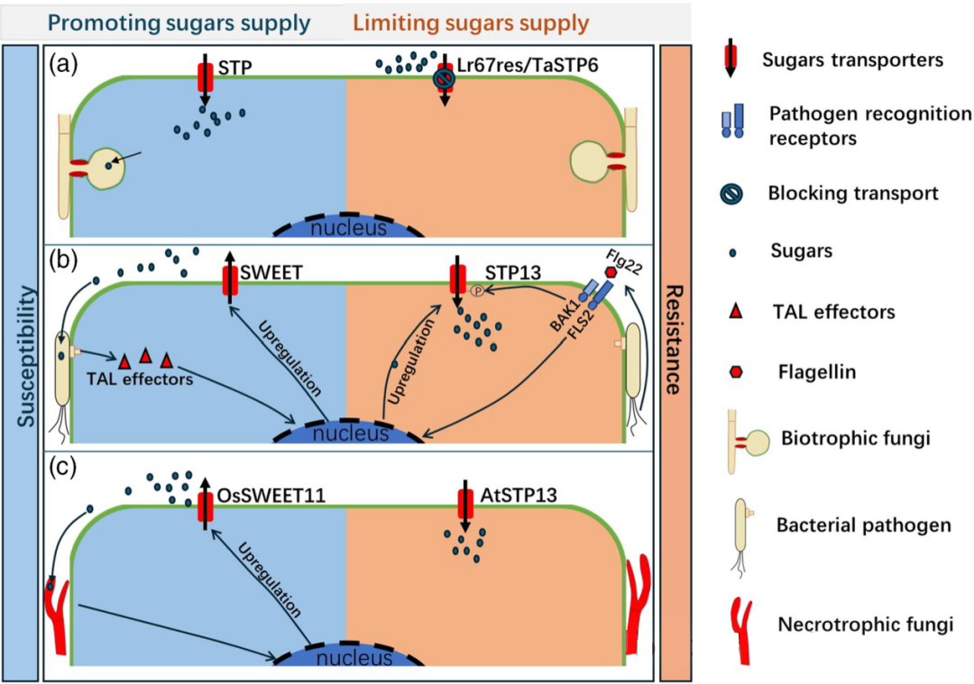 刘小坤团队在植物学权威期刊《Plant Biotechnology Journal》发文综述植物-病原菌拮抗操控糖转运蛋白竞争糖类的研究进展