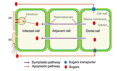 The role of sugar transporters in the battle for carbon between plants and pathogens