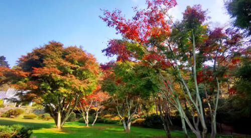 庐山植物园枫红指数发布第三期：已进入最佳观赏期！